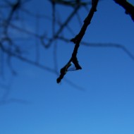 Mākoņi peļķē, putni…rudens