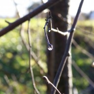 Mākoņi peļķē, putni…rudens
