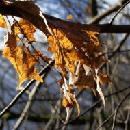 Mākoņi peļķē, putni…rudens