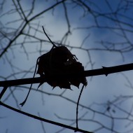 Mākoņi peļķē, putni…rudens