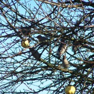 Mākoņi peļķē, putni…rudens
