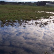 Mākoņi peļķē, putni…rudens
