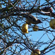 Mākoņi peļķē, putni…rudens