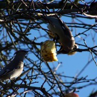 Mākoņi peļķē, putni…rudens