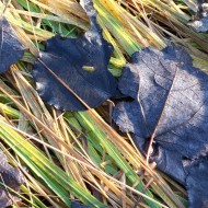 Mākoņi peļķē, putni…rudens