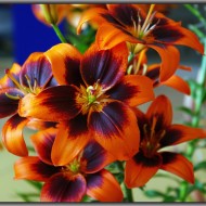 Vasara zied…