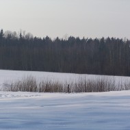 Baltais