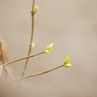 Atradumi