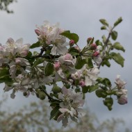 Ābeļziedi