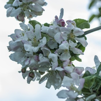 Ābeļziedi