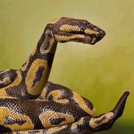 Body Art