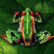 Body Art