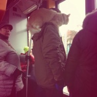 Drusku smaidam