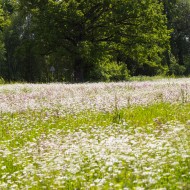 Madlienas margrietiņas