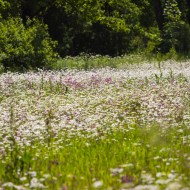 Madlienas margrietiņas