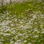 Madlienas margrietiņas