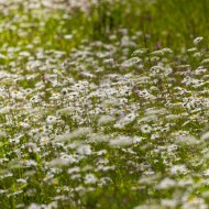 Madlienas margrietiņas