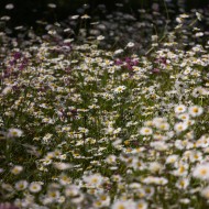 Madlienas margrietiņas