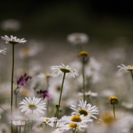 Madlienas margrietiņas