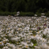 Madlienas margrietiņas