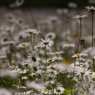 Madlienas margrietiņas