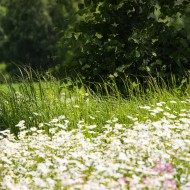 Madlienas margrietiņas