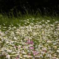 Madlienas margrietiņas