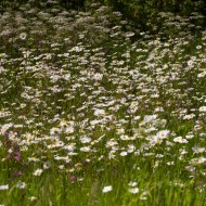 Madlienas margrietiņas