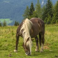 Gadalaikiem cauri…